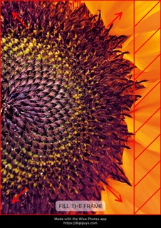 Fill the Frame composition rule