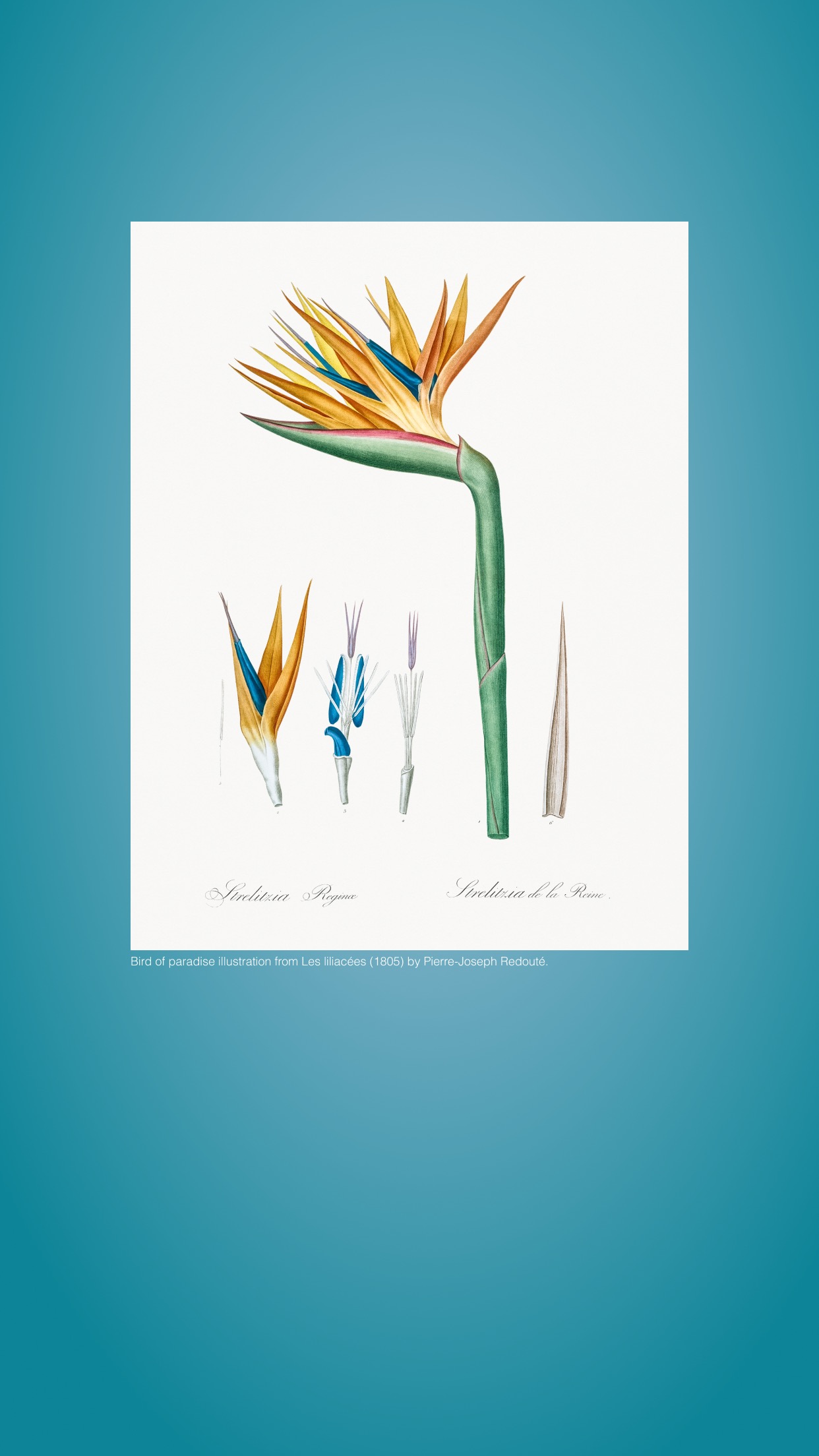 Pierre-Joseph Redouté (1759–1840)