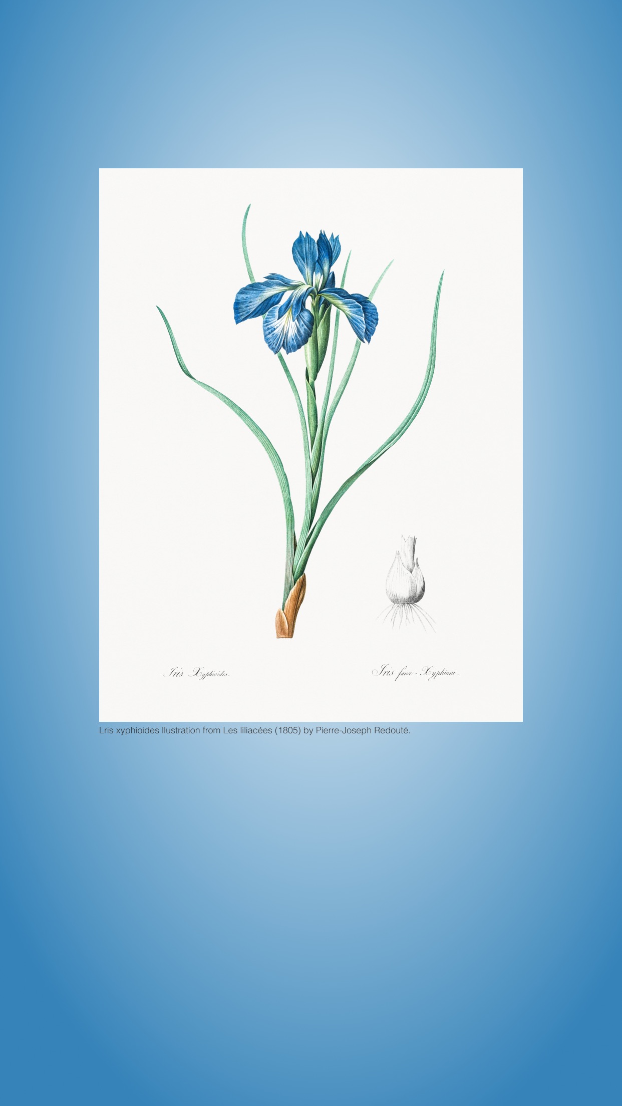 Pierre-Joseph Redouté (1759–1840)