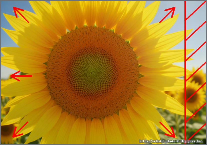 Fill the Frame — sunflower filling entire view